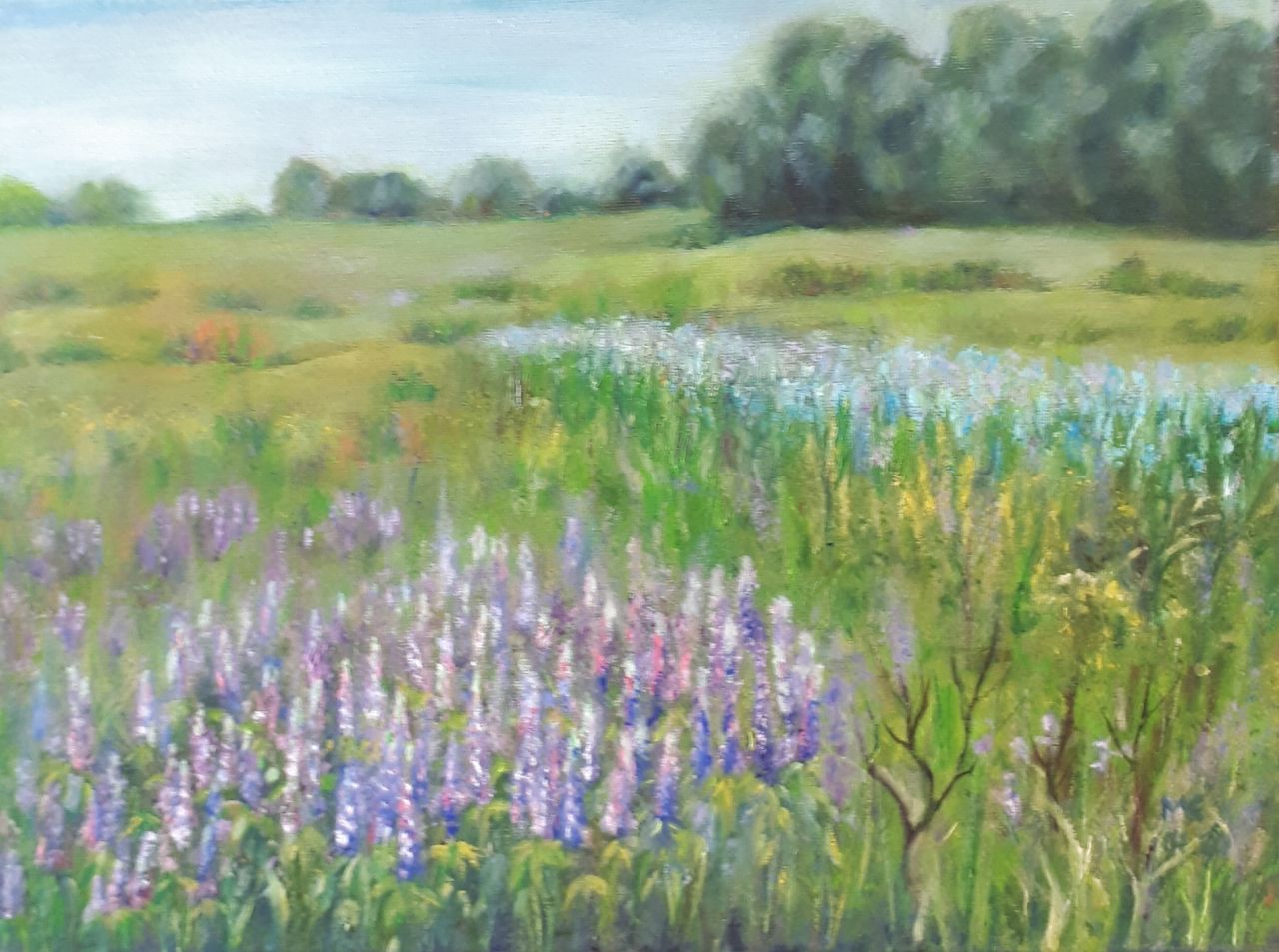 Lavender Field