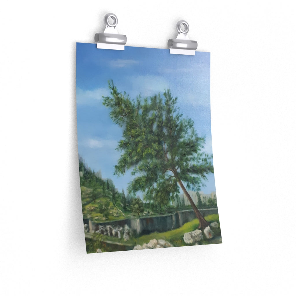 Jerusalemite Pine Poster