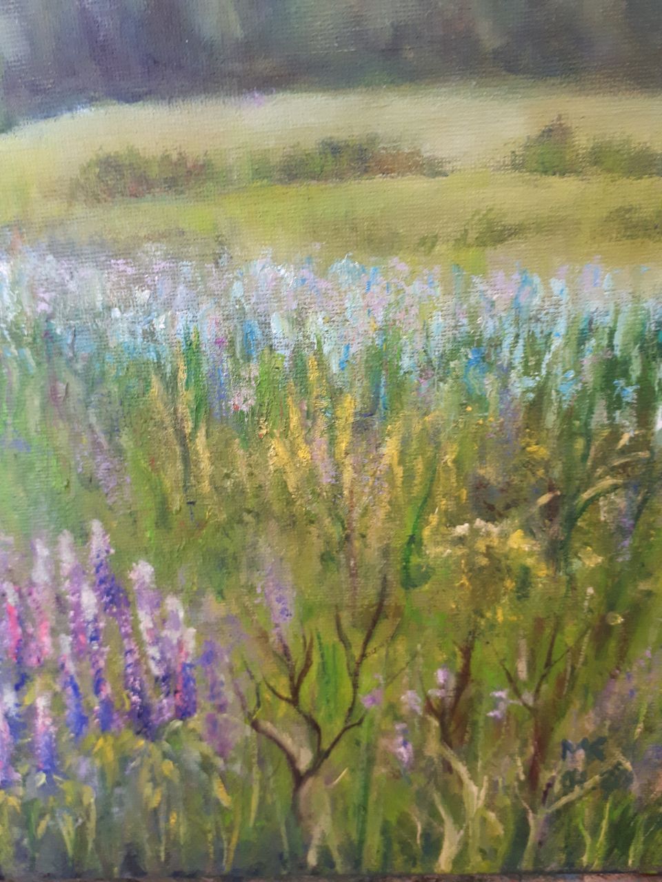 Lavender Field