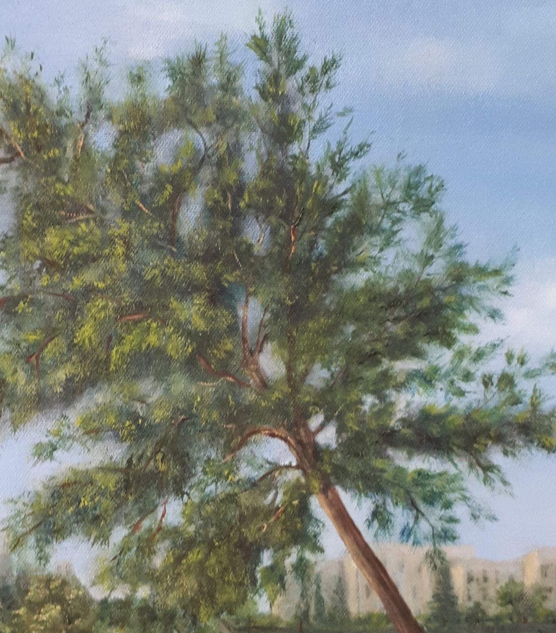 Jerusalemite Pine